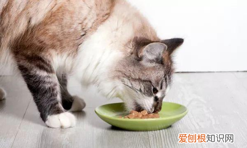 猫咪身上有癣怎么办,猫得了猫癣怎么治好得快