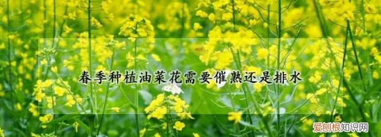 现栽的油菜要不要回水,春季种植油菜花需要注意什么催熟还是排水