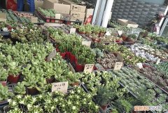 广州花卉批发市场在哪里