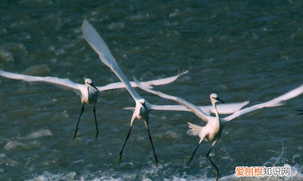 鹭的意思,杜牧《鹭鸶》注音版