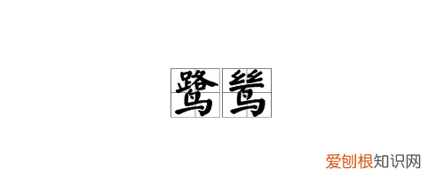 鹭的意思,杜牧《鹭鸶》注音版