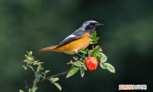 拂堤的词义是什么，草长莺飞二月天,拂堤杨柳醉春烟的意思