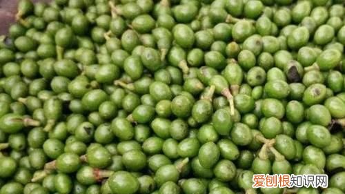 木姜子哪些人不能吃,木姜子树栽哪里合适