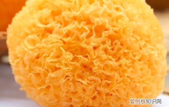 银耳是凉性还是热性