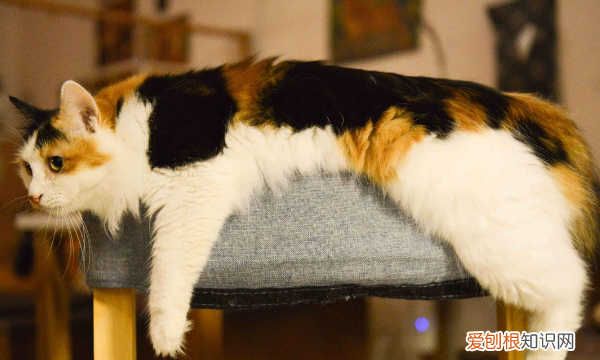 猫怎么认人，怎么确定猫猫认主人了