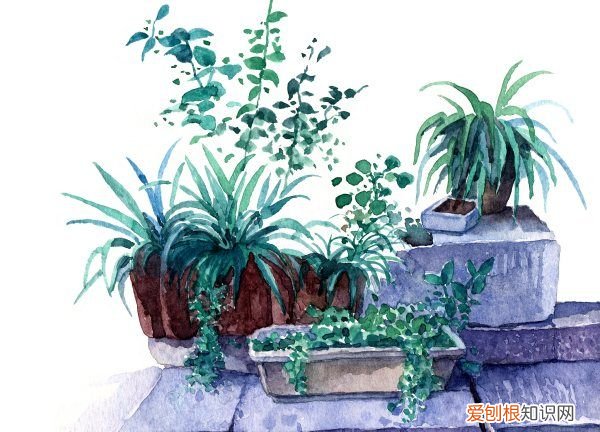 个人很喜欢绿色植物英语,家里绿植放多了对人有什么影响