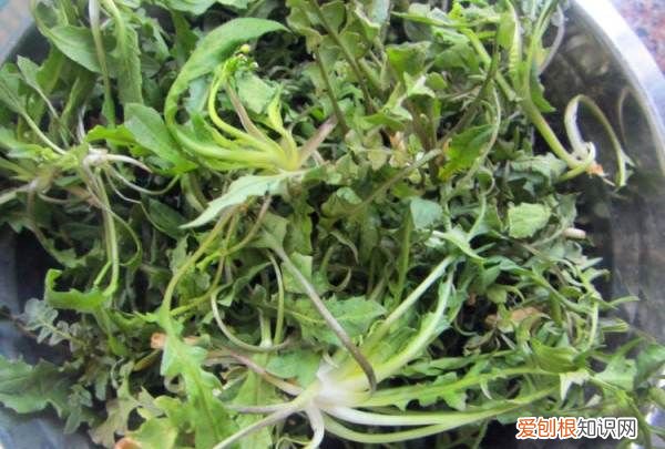 蒸荠菜的做法教你怎么做蒸荠菜