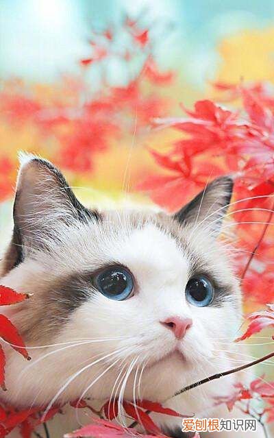 公猫绝育三天可以摘头套了,猫咪做完绝育多久可以摘头套