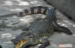 鳄鱼和骆驼是一类吗，鳄鱼菠萝乌鸦驴橘子骆驼蚂蚁鸭梨哪些是同类