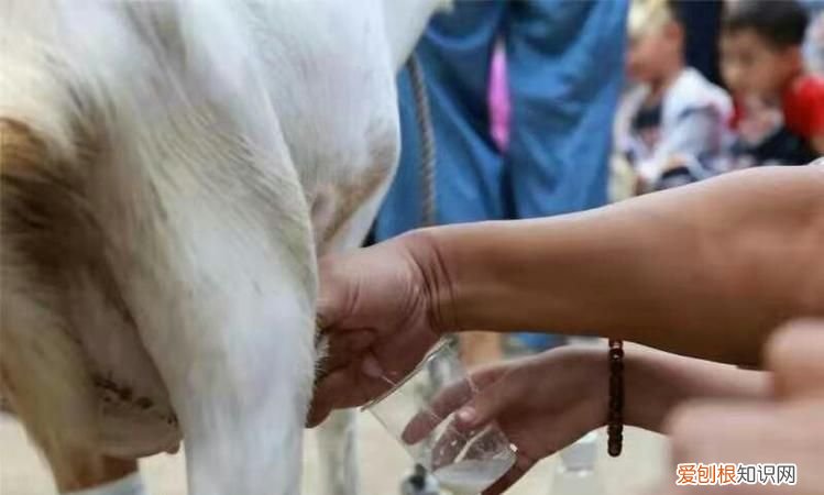 生羊奶加热的正确方法,鲜羊奶加热的正确方法