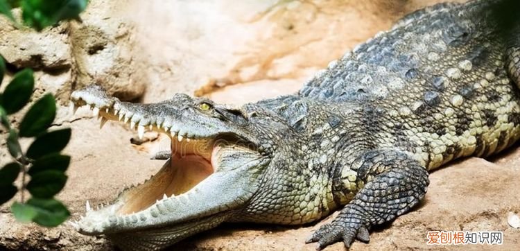 鳄鱼会下蛋吗,4斤鳄鱼龟会下蛋了
