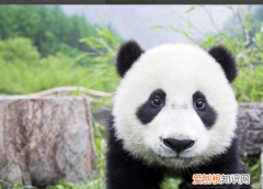 PS仿制图章怎么涂不上，ps中为什么仿制图章工具不能使用