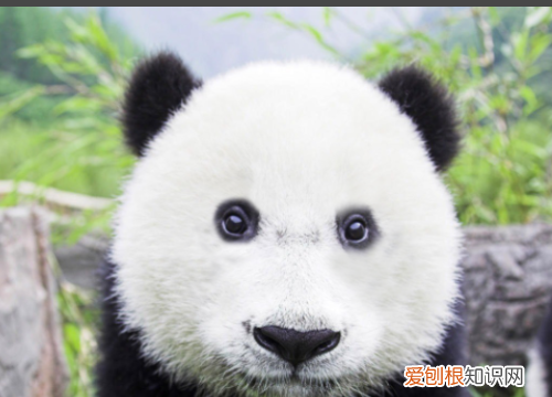 PS仿制图章怎么涂不上，ps中为什么仿制图章工具不能使用