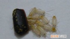 什么东西可以除蟑螂，用什么东西才能把可恶的蟑螂全部消灭