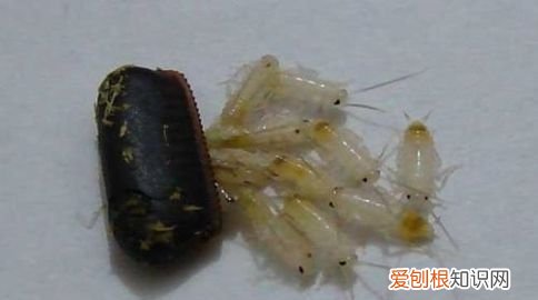 什么东西可以除蟑螂,用什么东西才能把可恶的蟑螂全部消灭