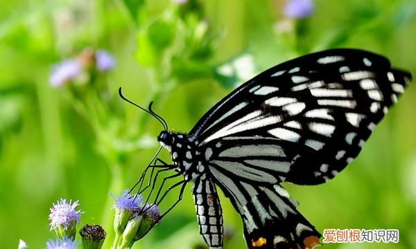 PS怎么导出GIF格式的动图