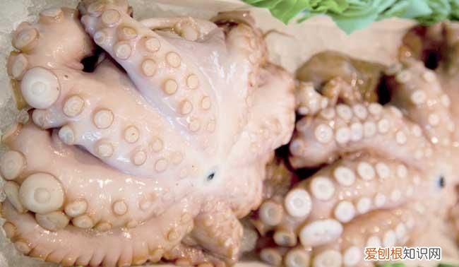 八爪鱼的营养价值是什么,八爪鱼头部黄色的一坨是什么