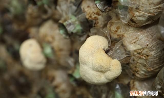 平菇的常见病害都有什么,该怎样去防治呢