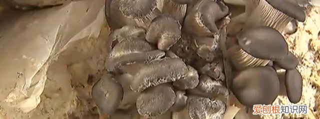 平菇的常见病害都有什么,该怎样去防治呢