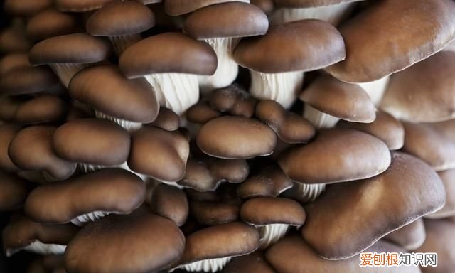 平菇的常见病害都有什么,该怎样去防治呢