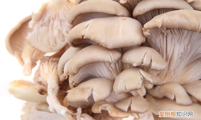 平菇的常见病害都有什么,该怎样去防治呢