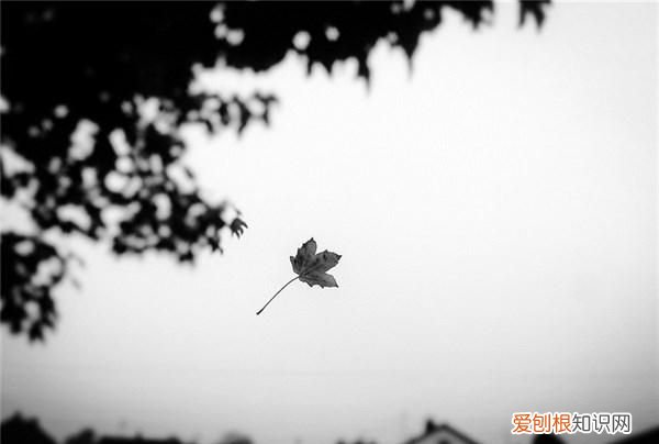 珍惜彼此感情的句子句句走心,希望珍惜彼此感情的句子有内涵