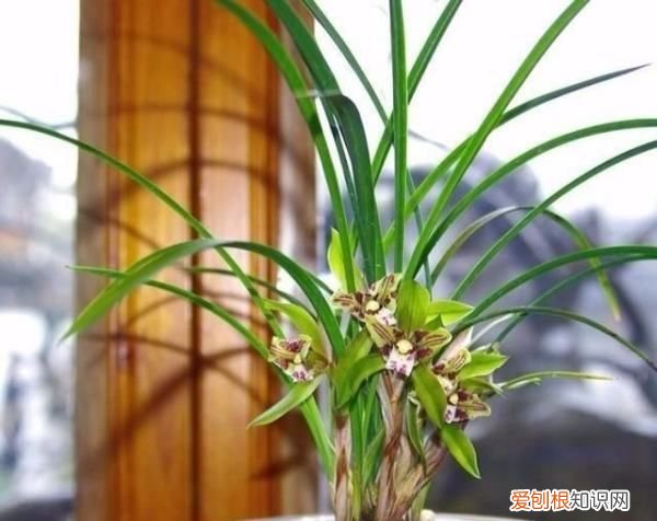 柳枝泡水多久才能浇花,柳树枝泡水多长时间就不能用了