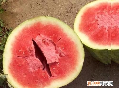 西瓜中间空心裂开能吃吗，十几斤的西瓜为什么会裂开