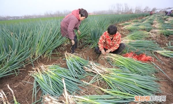 大葱在冷库保存多久，大葱冷库储存技术方法