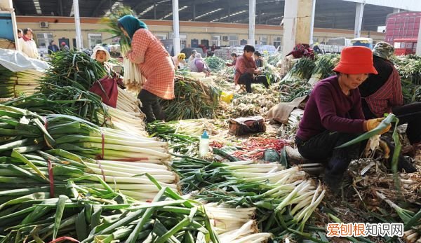 大葱在冷库保存多久，大葱冷库储存技术方法