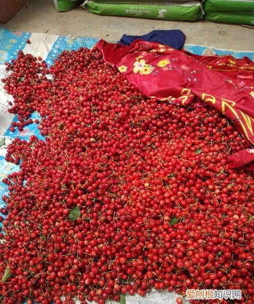 什么东西又大又红,又大又圆蹦蹦跳跳又大又红又大又多写话一年级