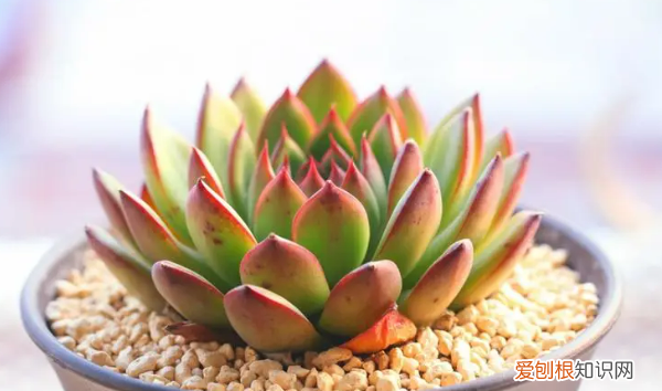 怎么给多肉植物换盆,多肉在什么时候换盆怎么换盆