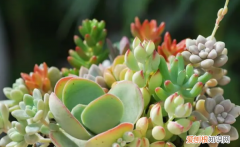 怎么给多肉植物换盆，多肉在什么时候换盆怎么换盆