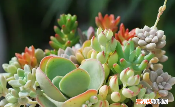 怎么给多肉植物换盆,多肉在什么时候换盆怎么换盆