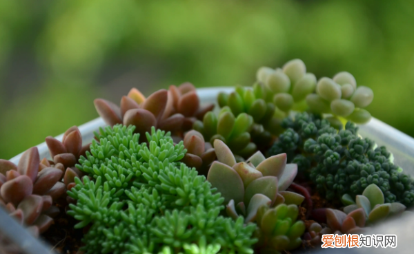 怎么给多肉植物换盆,多肉在什么时候换盆怎么换盆