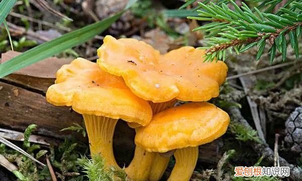 野生菌吃了对身体有什么好处