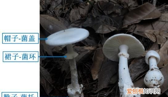 野生菌吃了对身体有什么好处