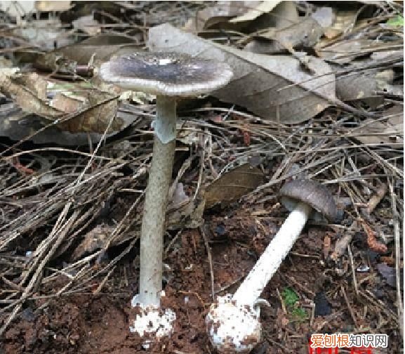 野生菌吃了对身体有什么好处