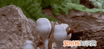 野生菌吃了对身体有什么好处