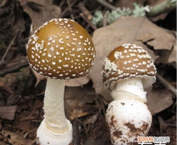 野生菌吃了对身体有什么好处