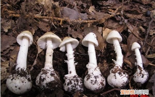 野生菌吃了对身体有什么好处