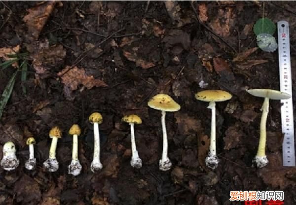 野生菌吃了对身体有什么好处