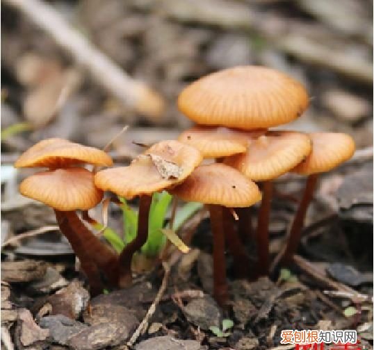 野生菌吃了对身体有什么好处