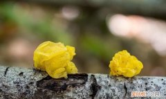 银耳是酸性还是碱性，馒头油饼包子大米饭煎饼是碱性的