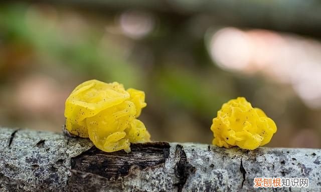 银耳是酸性还是碱性,馒头油饼包子大米饭煎饼是碱性的