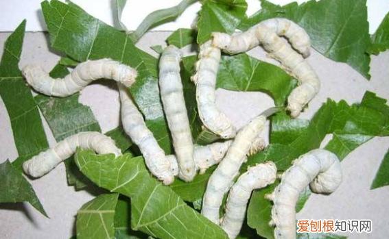 蚕宝宝需要光照，幼蚕怎么养要光线 如何养蚕要不要光线