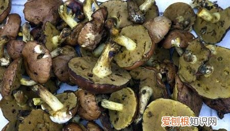松蘑为什么要扒皮吃，去皮松茸和不去皮松茸有什么区