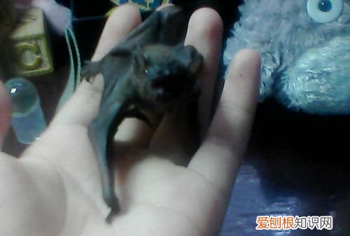 蝙蝠是怎么进楼房的家住15楼,蝙蝠飞进家里找不到了怎么办