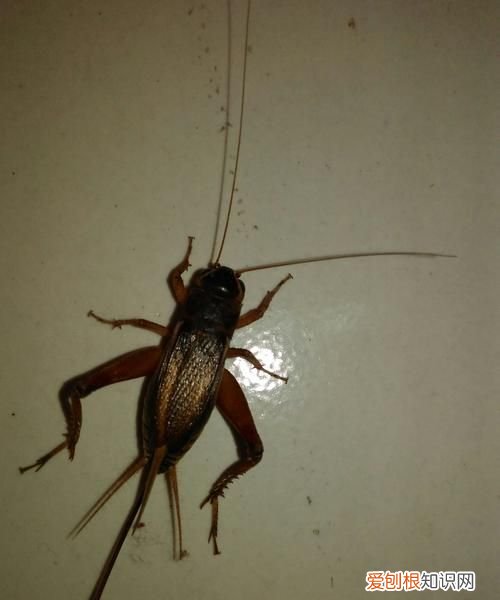 三条尾巴的蛐蛐能斗吗,什么样尾巴的蛐蛐能打架