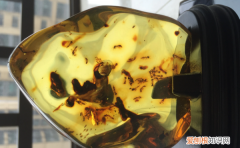 六年级下册第五课琥珀，琥珀这篇课文可以提什么问题